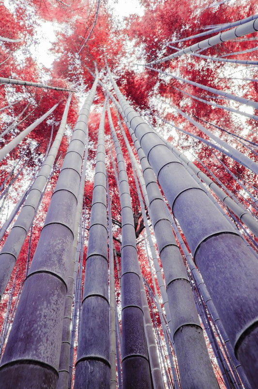 Fotografie Element Feuer Holz- Leinwandbild