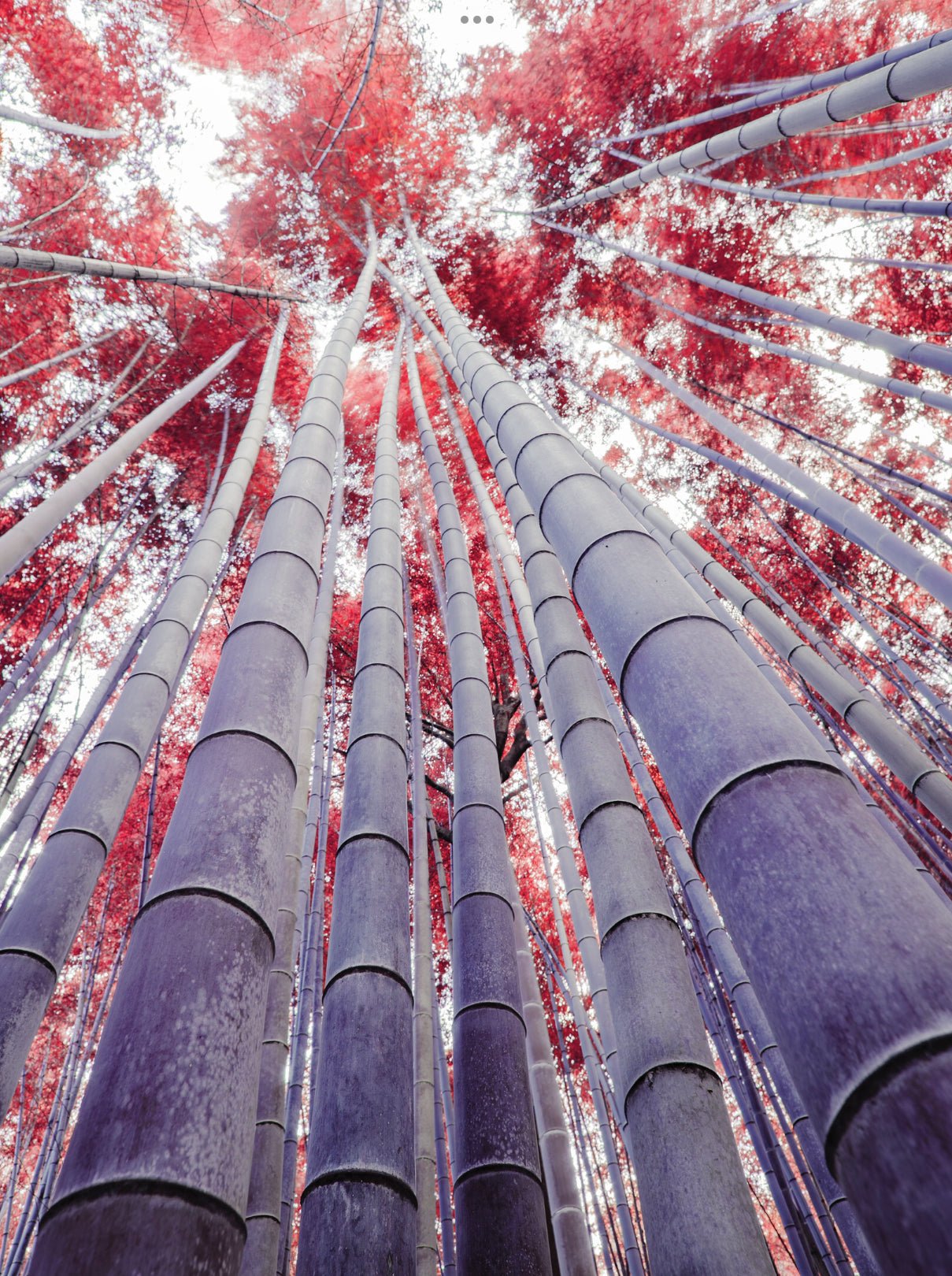 Photography element wood and fire, bamboo