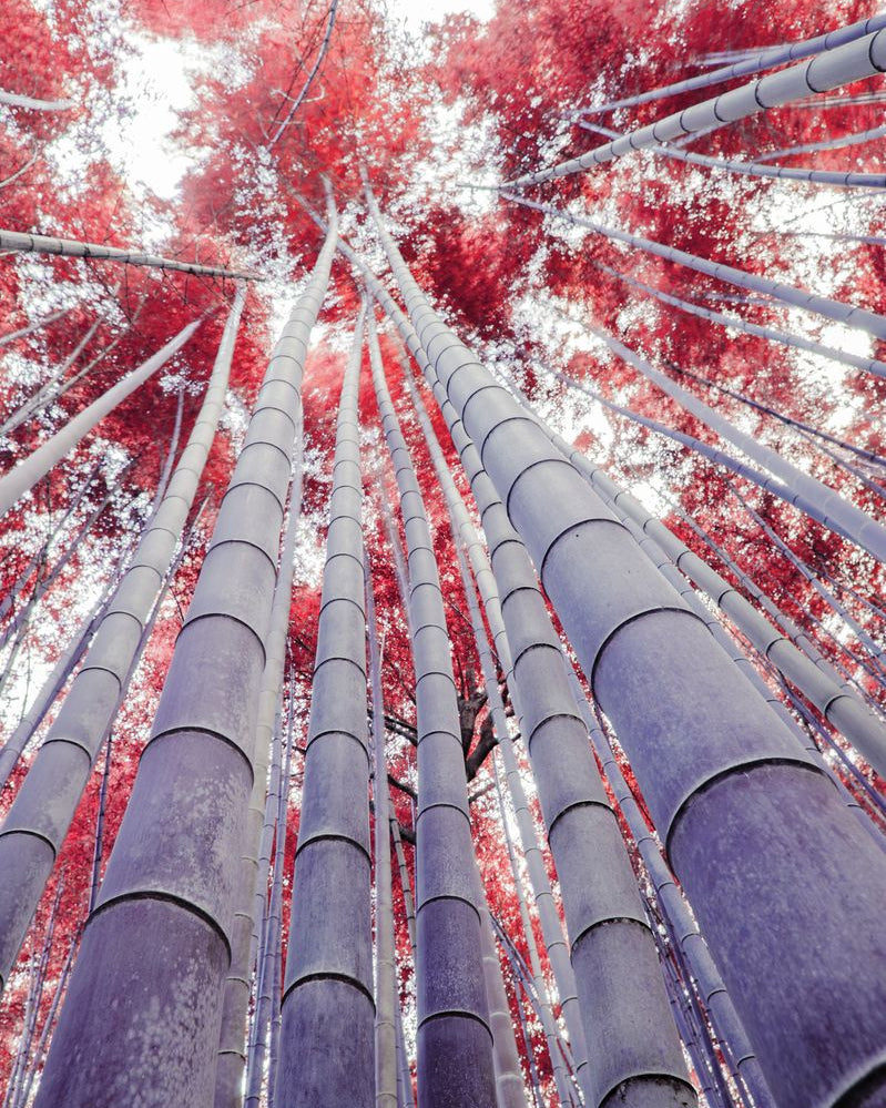 Fotografie Element Feuer Holz- Leinwandbild